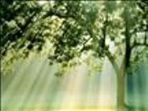 [albero[3].jpg]
