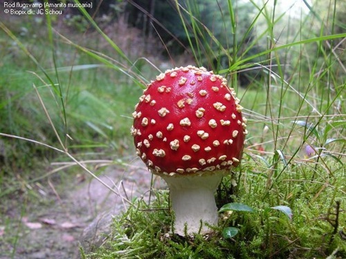 [Amanita_muscaria_mario-mushrooms[2].jpg]