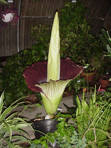 [Amorphophallus_titanum[3].jpg]