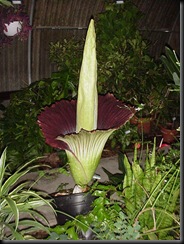 Amorphophallus_titanum