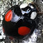 Multicolored Asian Lady Beetle