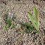 Rock Cress - Compinkie