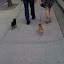 Adorable tiny dogs, seen on the way home from work.