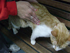 For a smaller pet who loses consciousness, lay him on his side and compress lungs by squeezing with a few fingers on the side of his chest to dislodge the object.