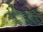Little moss puffs