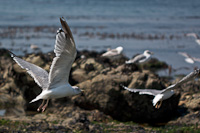 Equilíbrio dos brancos correcto