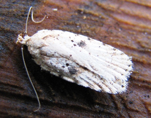 [20100124 Vespa Agonopterix South View 016[3].jpg]