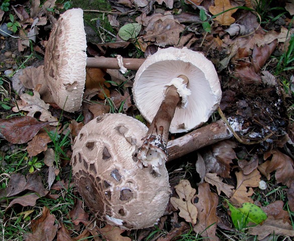 [20081115 KWR & Parasol mushrooms 007[3].jpg]