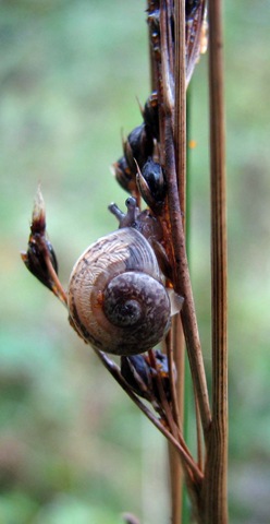 [20081104 BHW Cpt 3ca snail on Juncus inflexus[11].jpg]