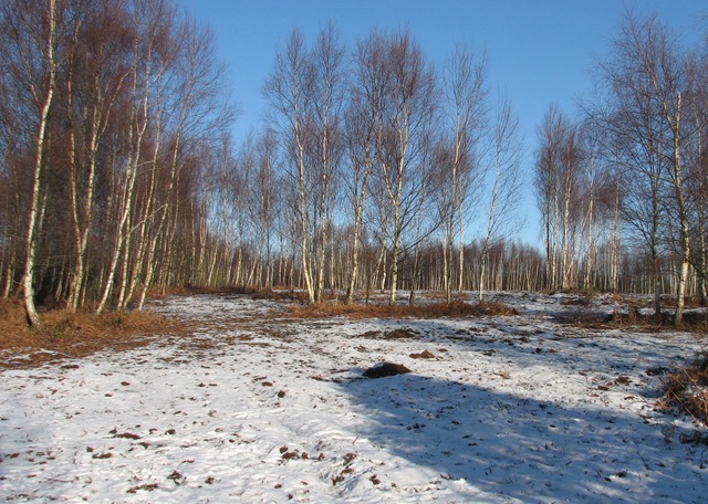 [snow birch woodland Sussex 001[3].jpg]
