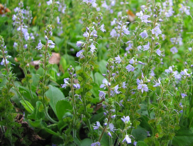 [20100614 Killingan Veronica officinalis 033[4].jpg]