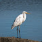 Great Egret (non breeding)