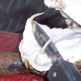 huge_rattlesnake3.jpg