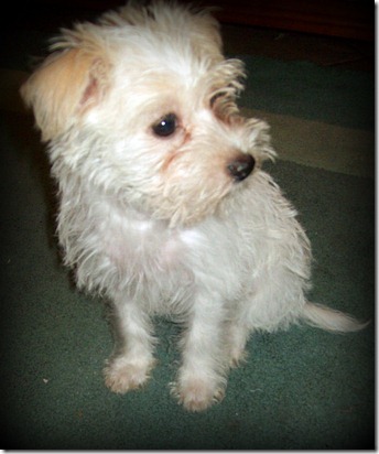 Maltese+shitzu+cross+jack+russell