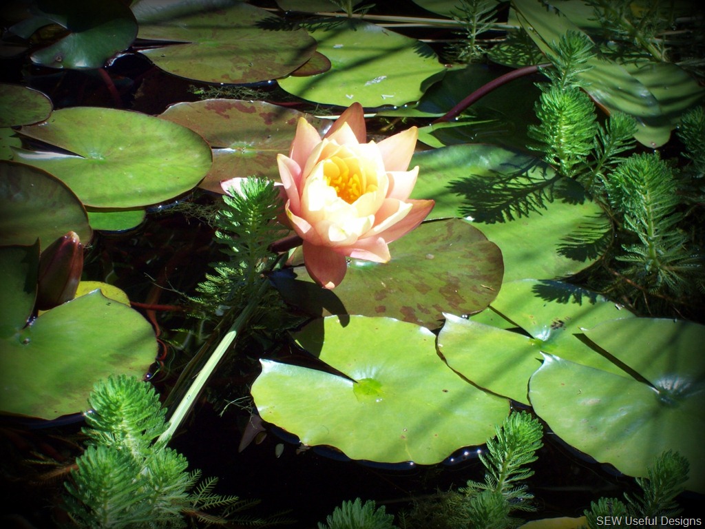 [Cloudehill water lily[8].jpg]