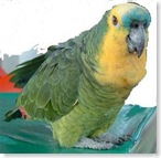 papagaio 2