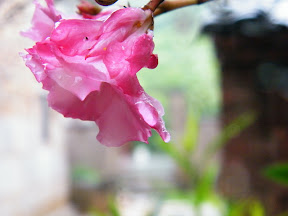 pink flower.