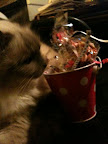 Posted via email from Perry the Birman