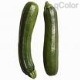 zucchini,courgette 
