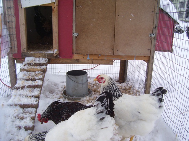 [quiltschickenswinter0173.jpg]