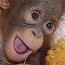 international animal rescue