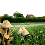 Svampe