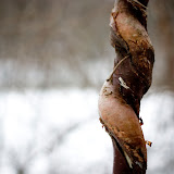 stick.jpg