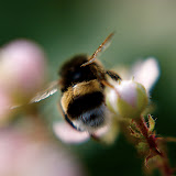 50mm + macro closeup filter