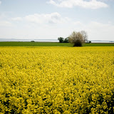 CRW_8972.jpg