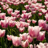 CRW_7860.jpg