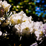 flowers.jpg
