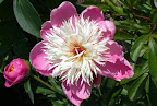 Luktpion 'Bowl of Beauty'