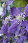 Praktklematis

Clematis 'Arabella'