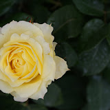 Sommar 2009