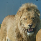 West Midlands Safari Park