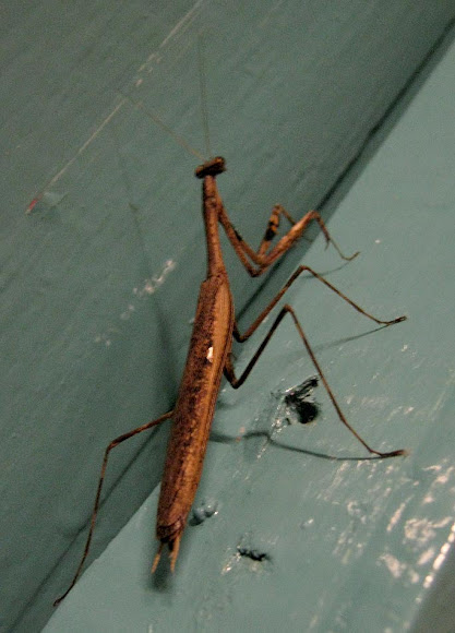 Spotting Image 1