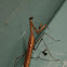 Praying Mantis