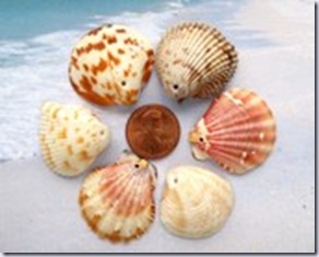 shells pixie supplies