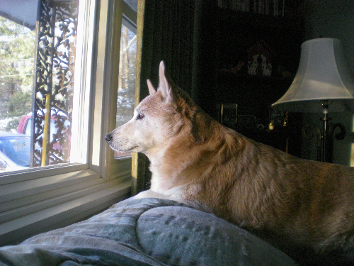 [daisylookingoutwindow2.png]