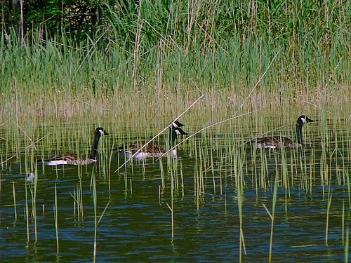 [canadian-geese-swimming[5].jpg]