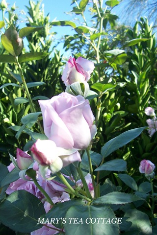 [single lavender rose[7].jpg]