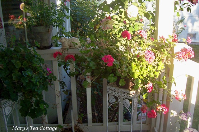[geraniums on porch 3[5].jpg]