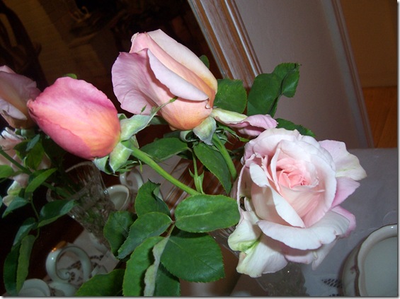 roses close roses close
