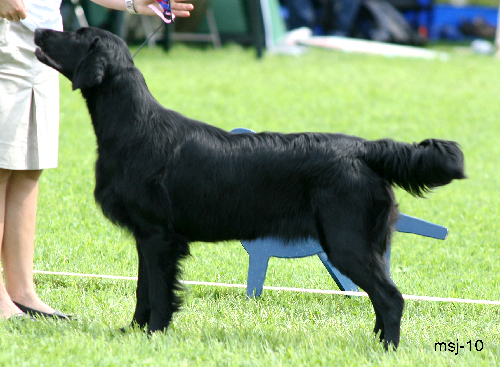 Black Mica's That's For Sure