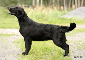 vinga6.jpg