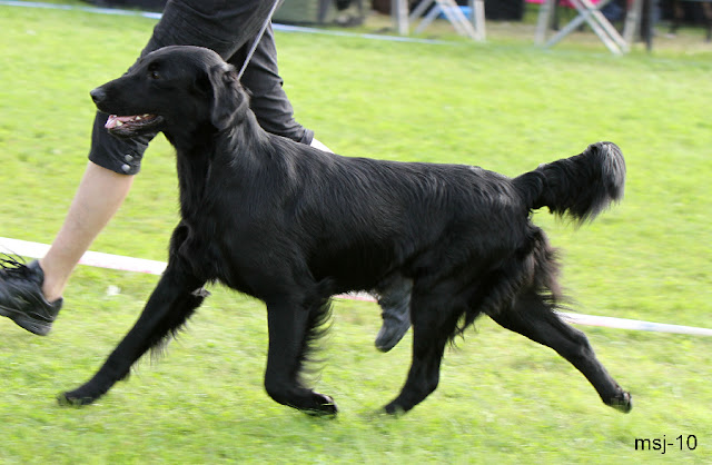 toffedreams-mc-nelly1.jpg