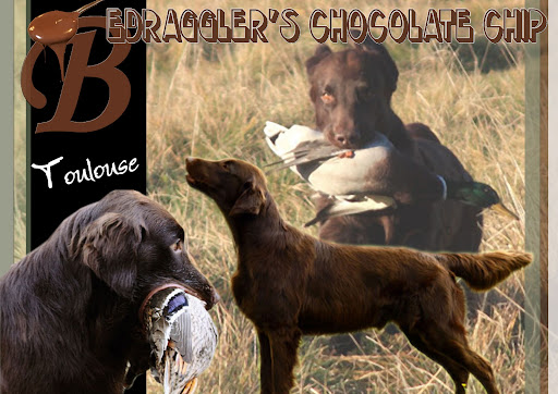 Bedraggler's Chocolate Chip Toulouse