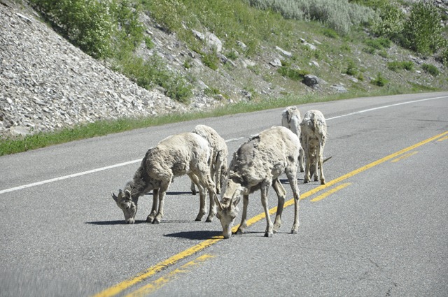 [Goats[3].jpg]