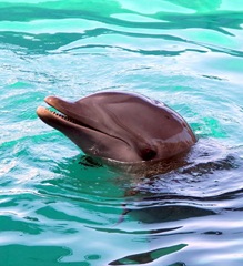 swim-with-dolphins