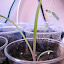 Tradescantia
